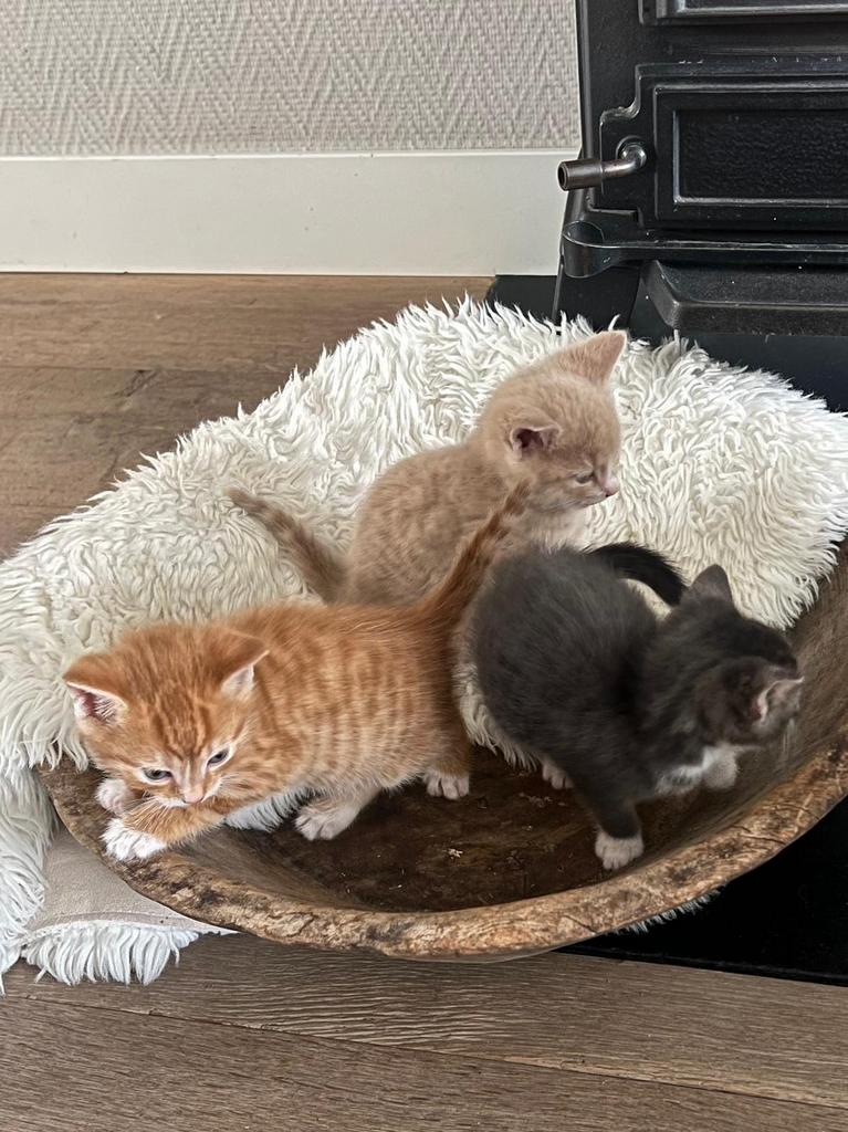 Kittens 6 weken alleen het grijze poesje is nog  beschikbaar, Dieren en Toebehoren, Katten en Kittens | Overige Katten, Poes