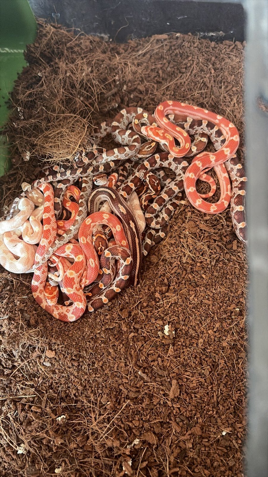 verschillende kleuren baby rattenslangen., Dieren en Toebehoren, Slang, Tam, 0 tot 2 jaar