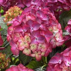 Hydrangea mac. Dark Angel. Diamonds collection, Tuin en Terras, Planten | Tuinplanten, Ophalen, Overige soorten, Halfschaduw