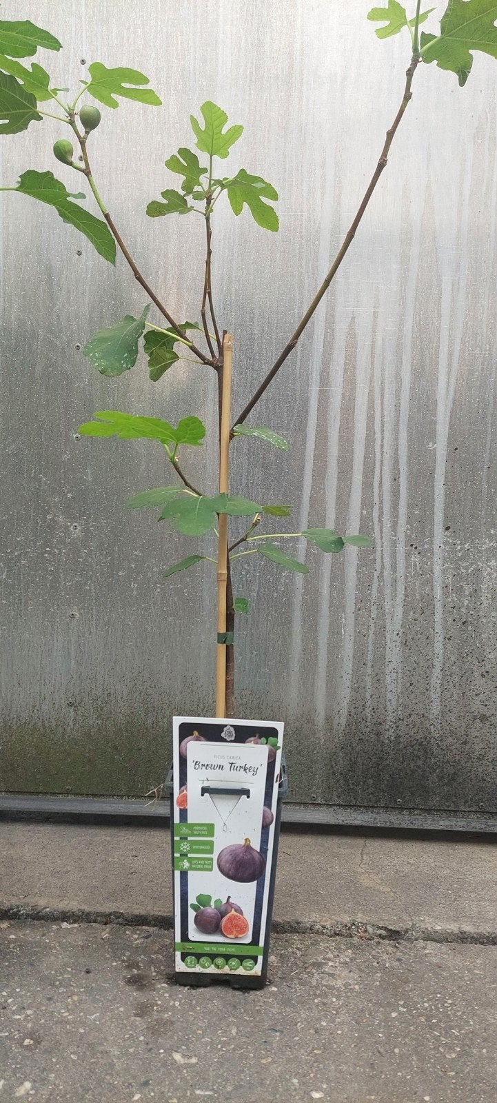 Vijgenboom 'Brown Turkey' - Fruitplant, Ophalen