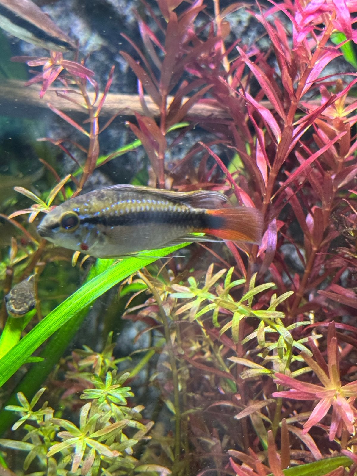 Apistogramma Rio Mamore koppel, Vis, Zoetwatervis