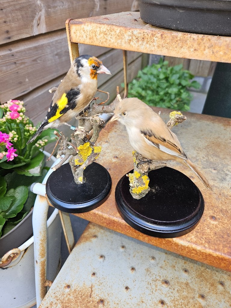 opgezette kleine bloemputter en baardmannetjes vrouwtje, Ophalen of Verzenden, Nieuw, Vogel, Opgezet dier