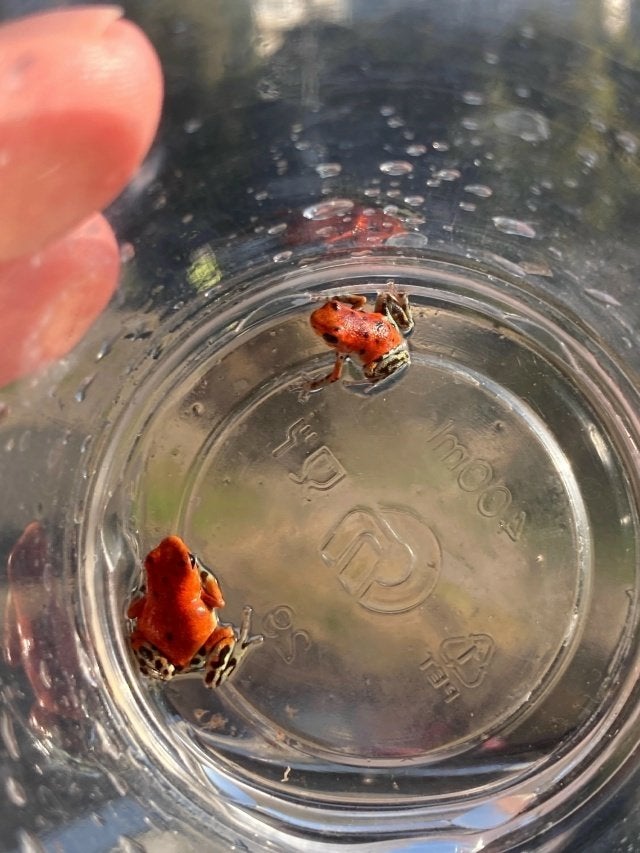 Oophaga pumilio bastimentos, Slang, 0 tot 2 jaar