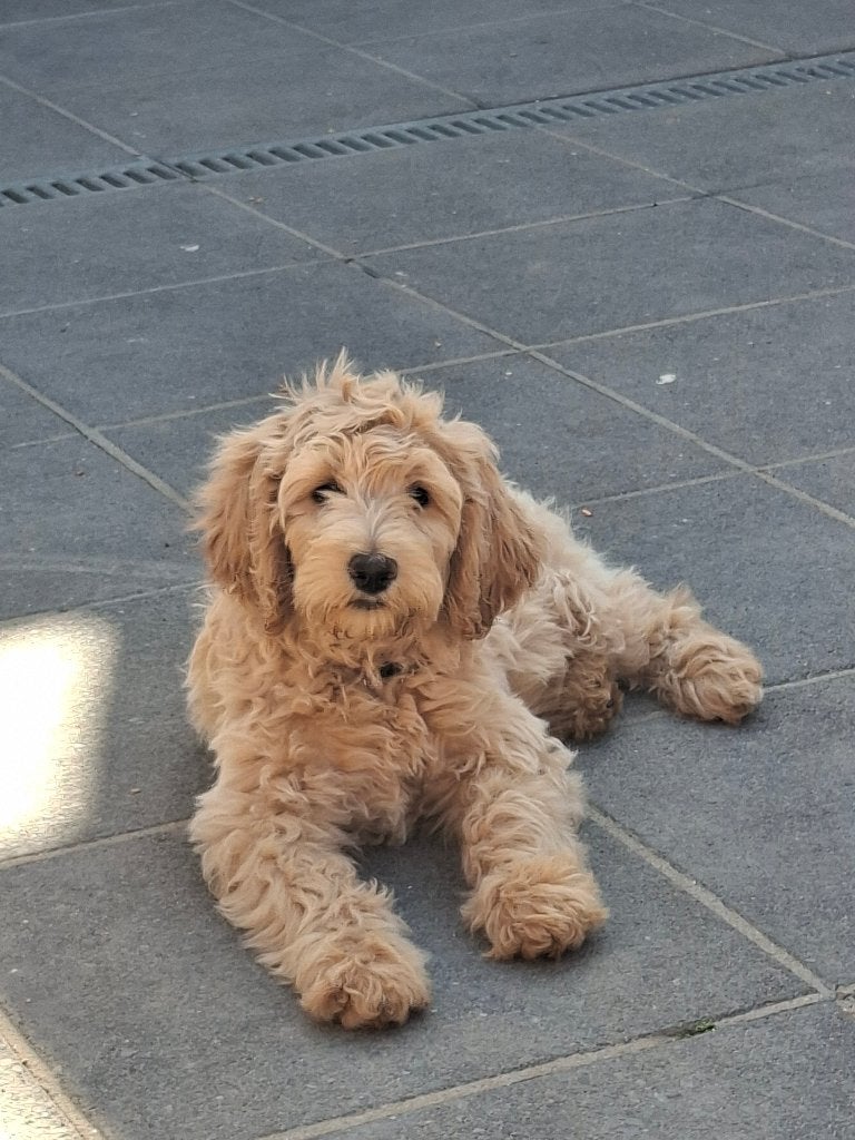 Labradoodle- 1 teefje (50/55cm), België, Particulier, HCC (leverziekte), 8 tot 15 weken