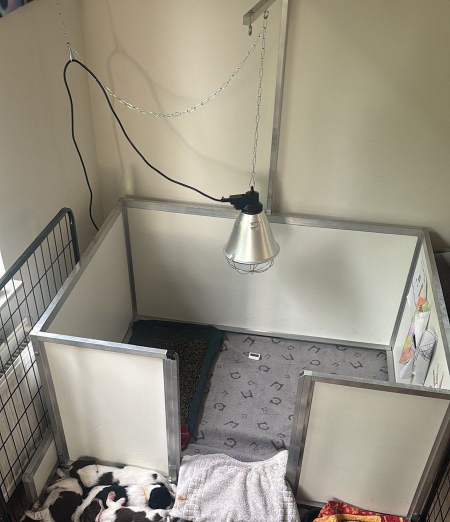 Te huur - Werpkist 120*100cm met toebehoren, Ophalen, 110 cm of meer, Minder dan 65 cm, Hondenhok