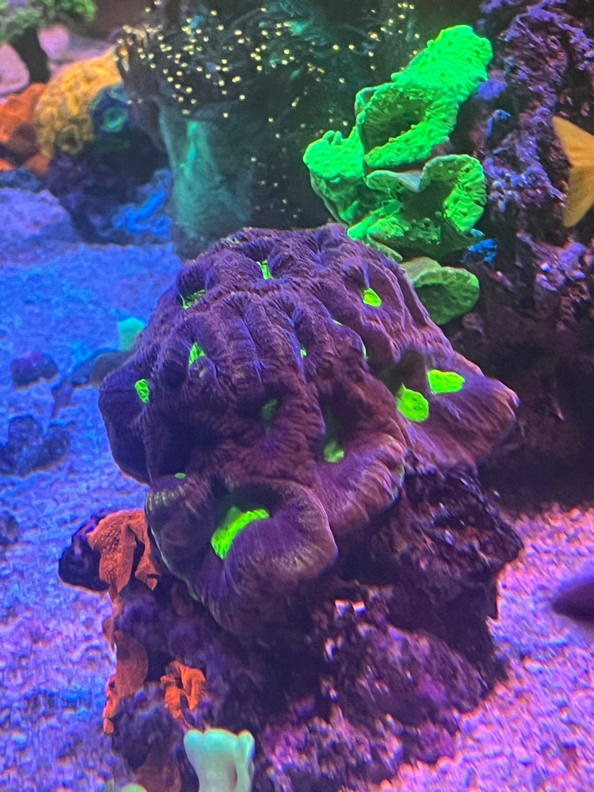 Favia dragon soul/discosama ultra red, Dieren en Toebehoren, Vissen | Aquariumvissen, Vis