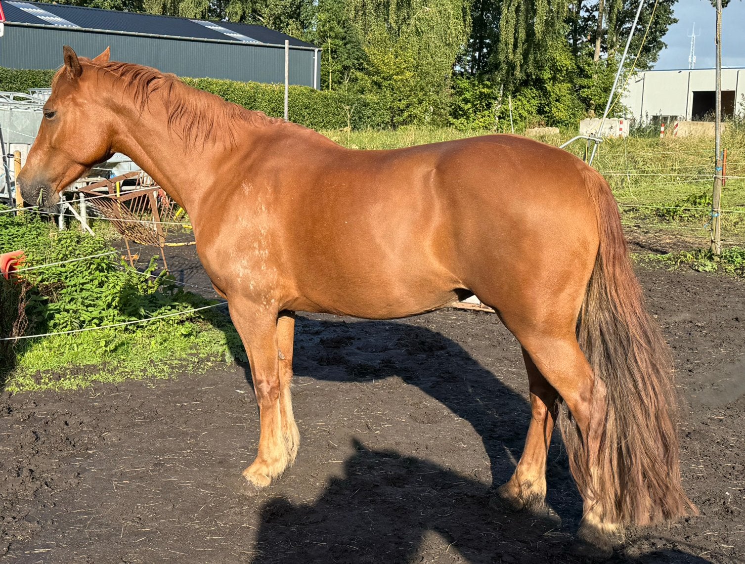 Kwaliteitsvolle 10-jarige Welsh Cob merrie, Merrie, Met stamboom, Niet van toepassing, 7 tot 10 jaar