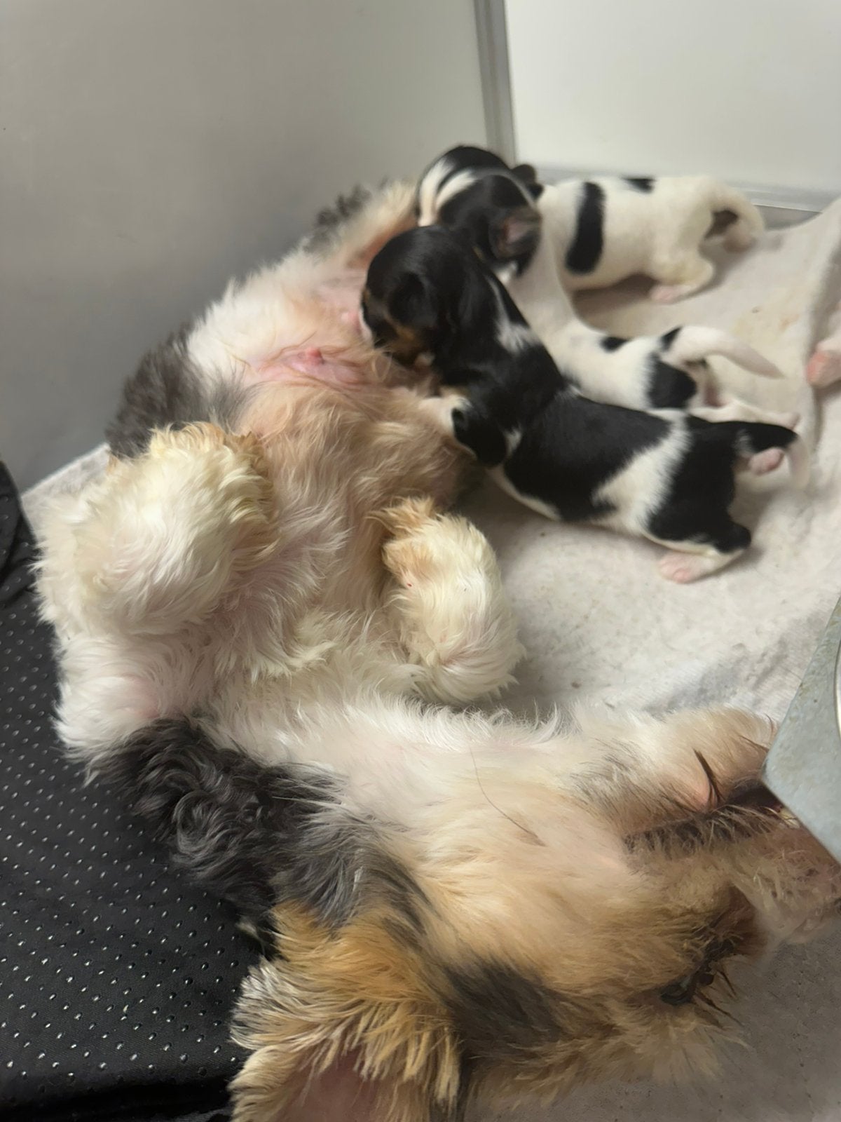 Biewer Yorkshire teefje, Yorkshire Terriër, Reu, 8 tot 15 weken, Parvo