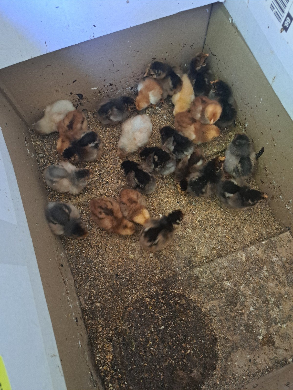 Raszuivere eendaagse wyandotte kuikens kriel, Dieren en Toebehoren, Meerdere dieren, Kip