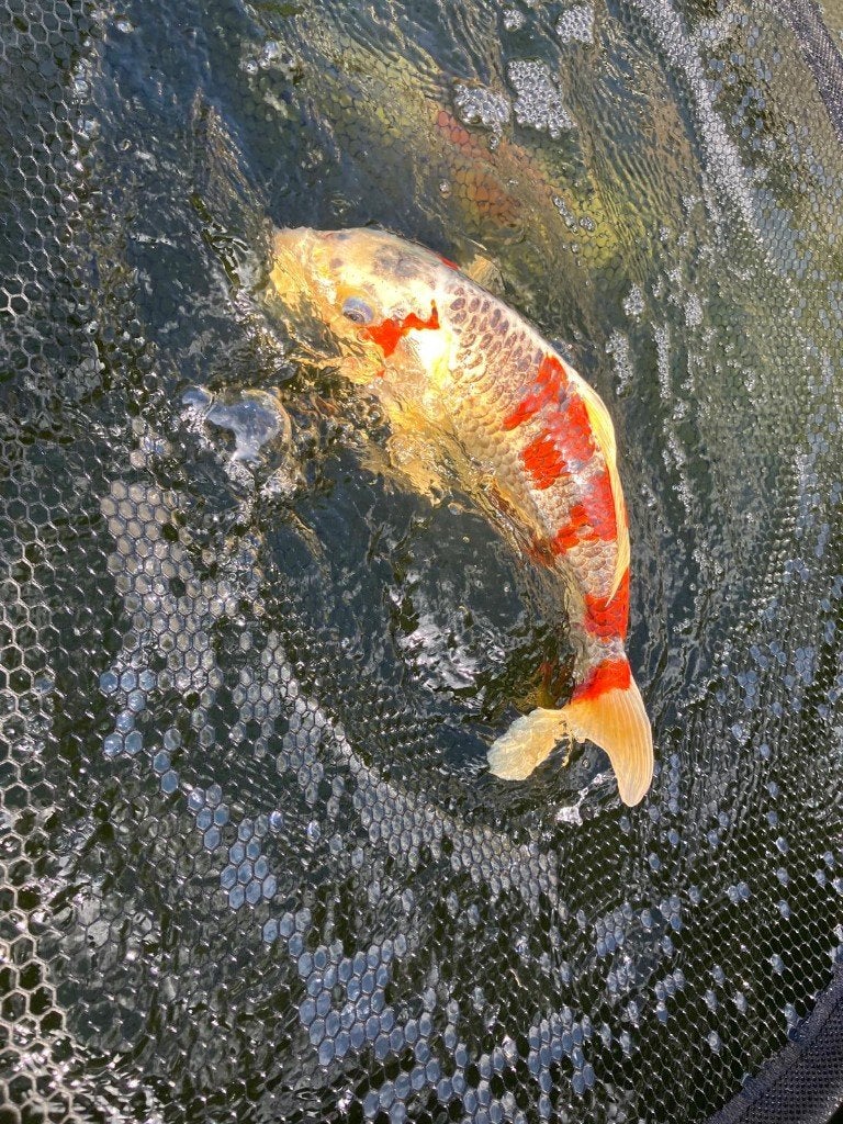 Koi vis, Karper of Koi