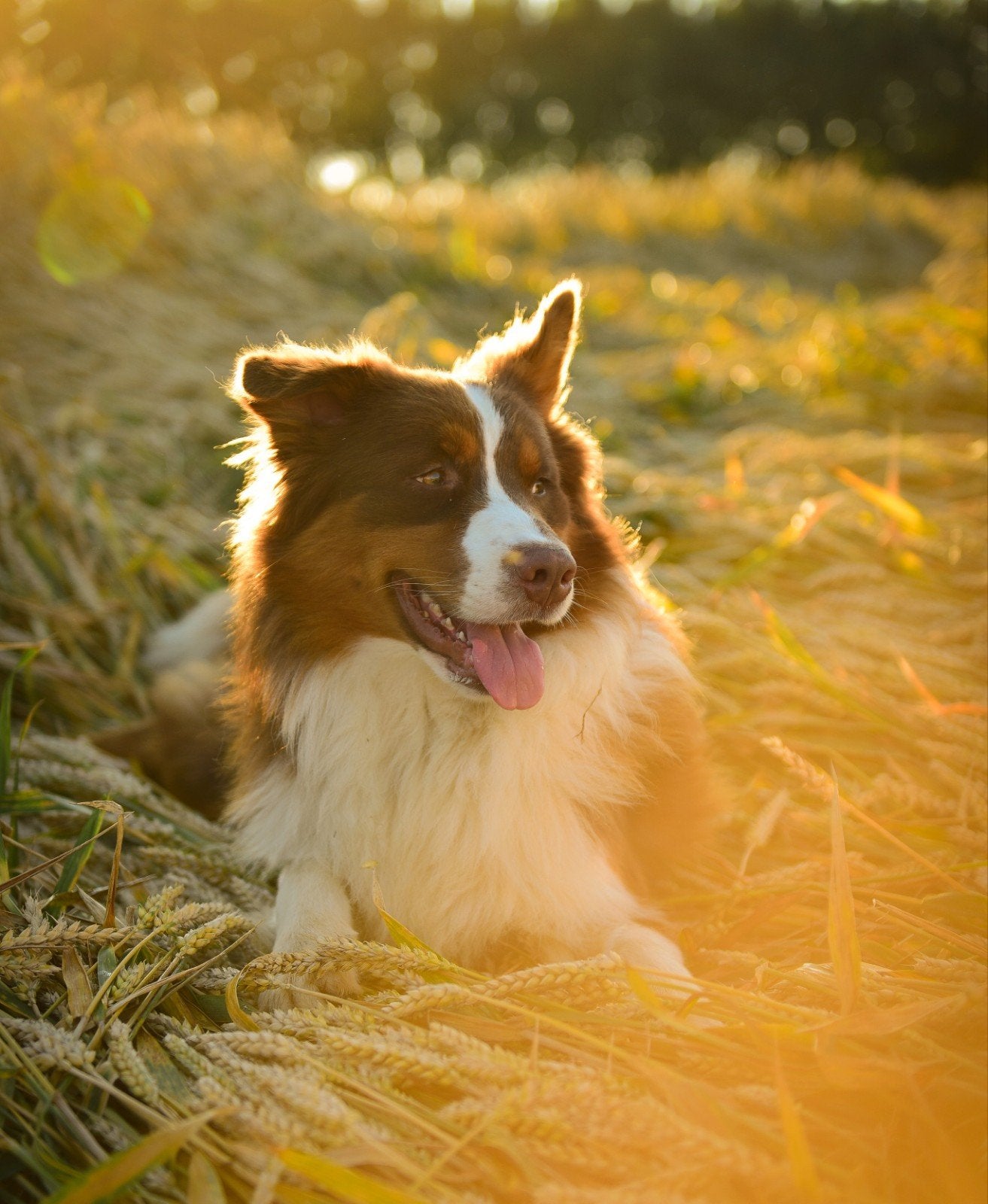 australian shepherd dekreu aangeboden!, Reu, 1 tot 2 jaar, Eén hond, Herder