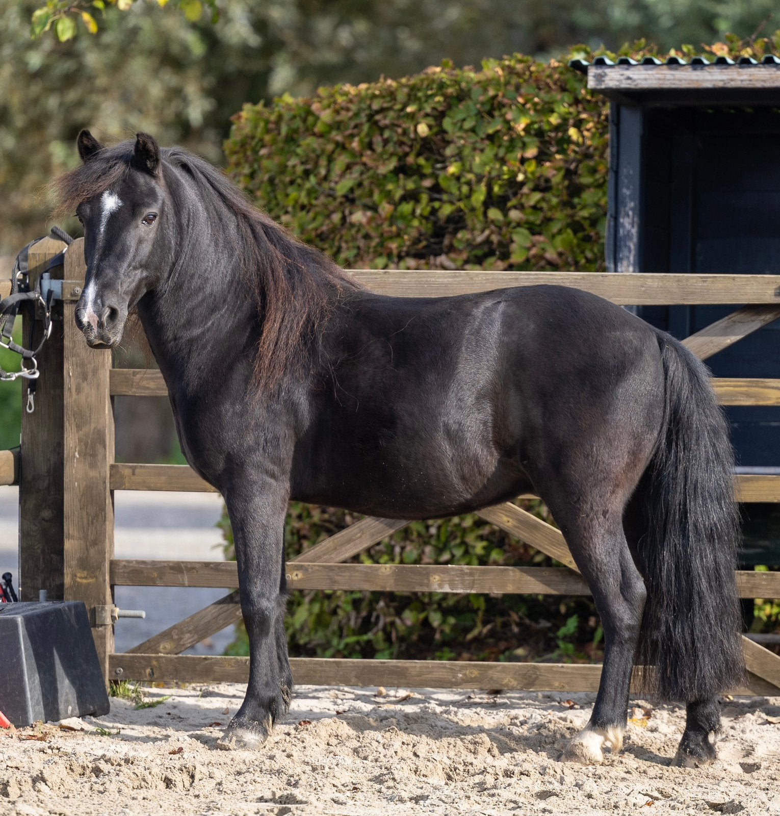 Leuke New Forest pony, Dieren en Toebehoren, Ruin, C pony (1.27m tot 1.37m), Gechipt, 11 jaar of ouder