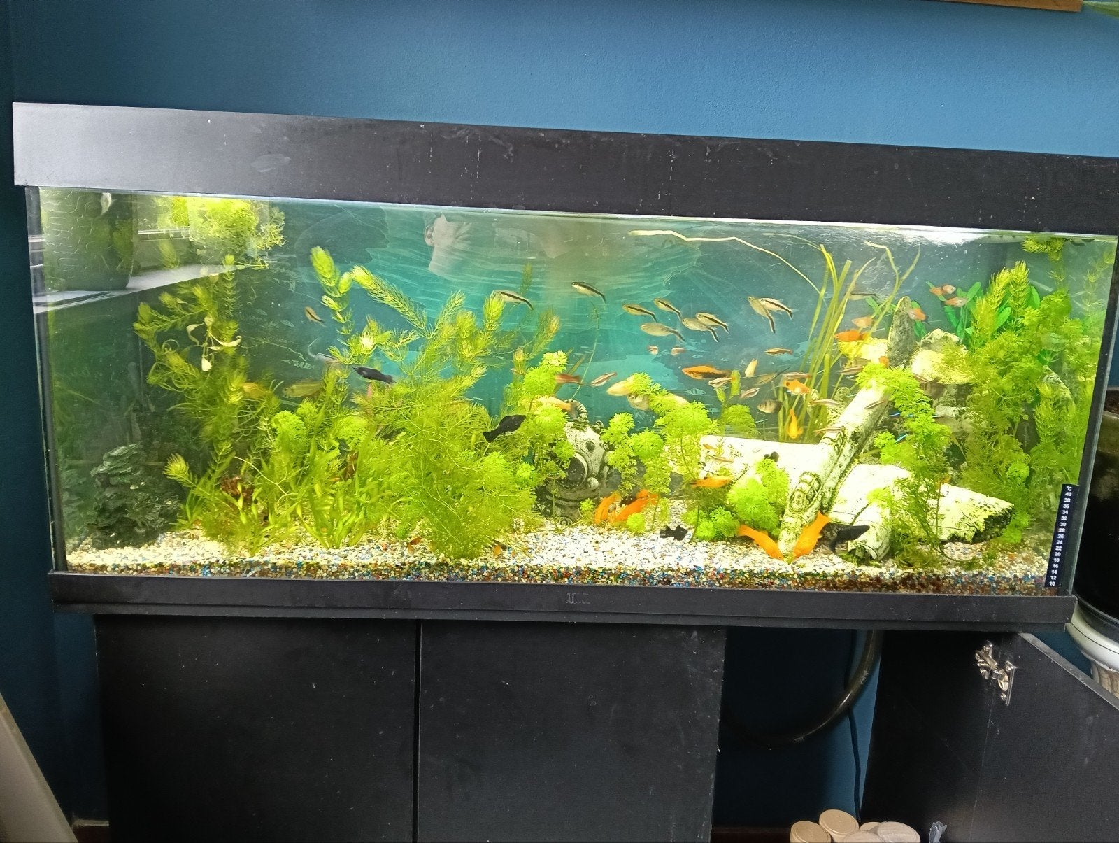 aquarium 240 liter, Ophalen, Inclusief deksel, Gebruikt, Aquariummeubel