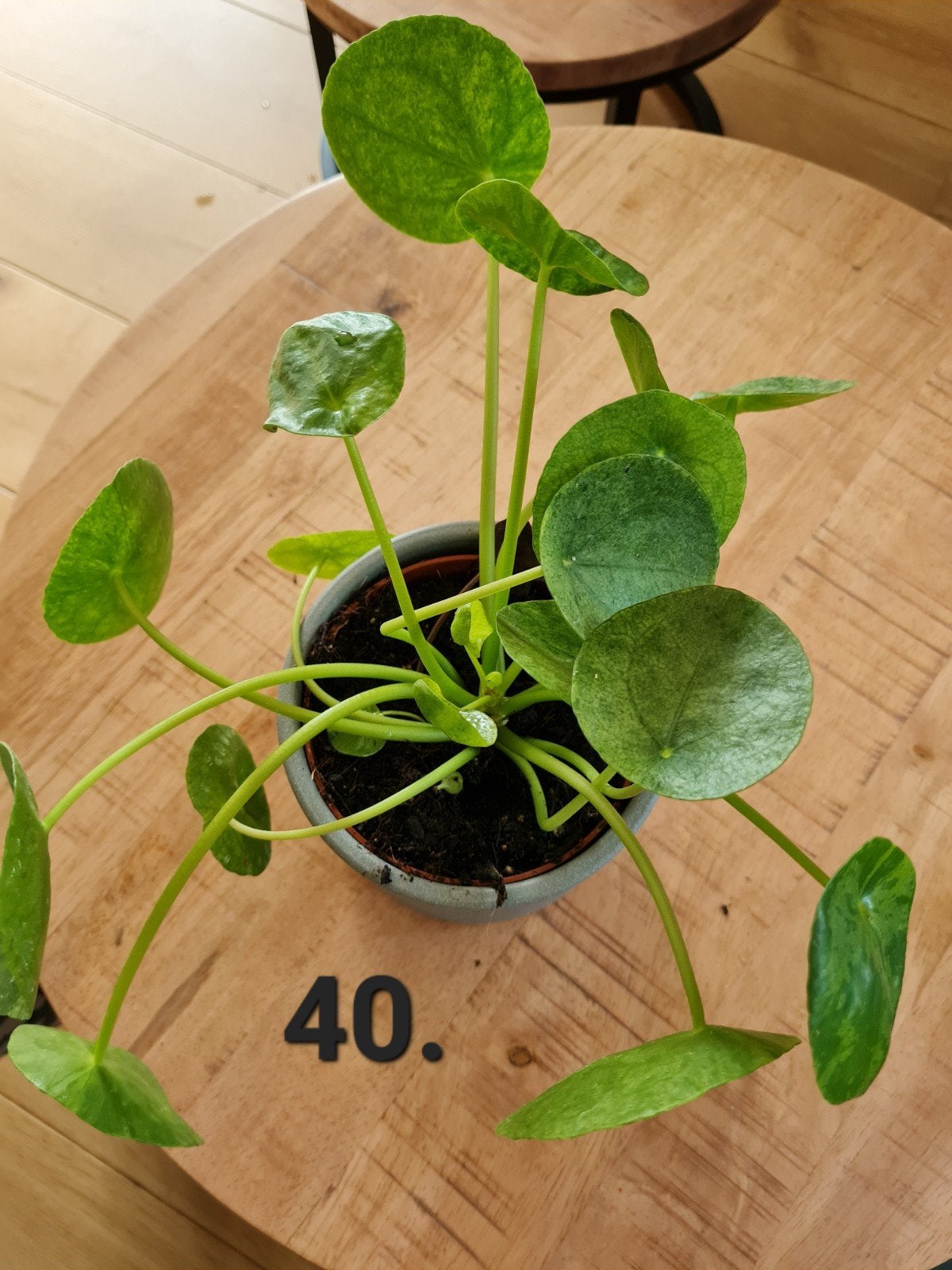 pannenkoekenplant mojito, variegata kamerplant, Ophalen of Verzenden, Halfschaduw, Minder dan 100 cm