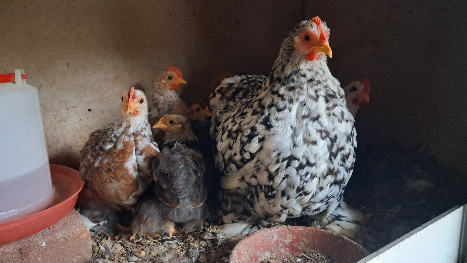 Zeven Kriel kip kuikens te koop.

3 haantjes en 4 hennetjes., Dieren en Toebehoren, Pluimvee, Meerdere dieren, Kip