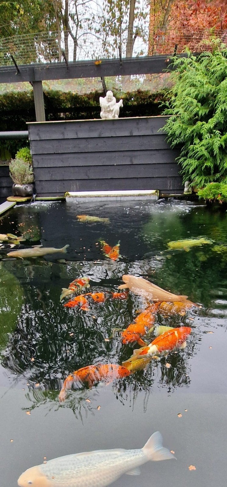 Tricklefilter Super XL vol met Super-Bio incl ombouw, Ophalen