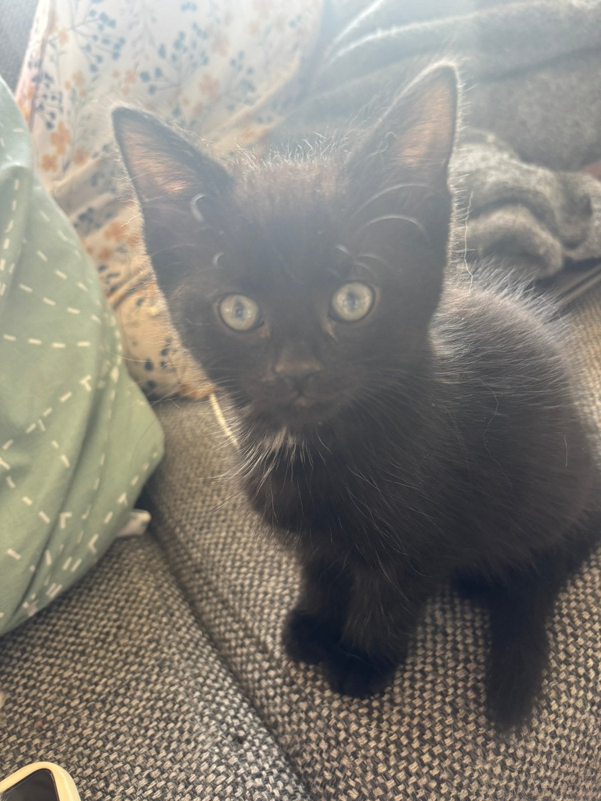 Leuke en ondeugende kittens, Dieren en Toebehoren, Meerdere dieren, Kortharig, 0 tot 2 jaar