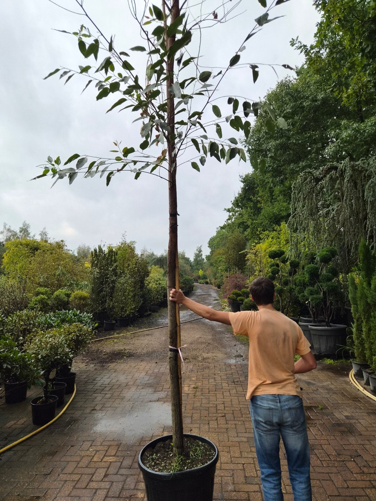 Eucalyptus camaldulensis hoogstam 20-25, Tuin en Terras, Overige soorten, Zomer, 400 cm of meer, Ophalen