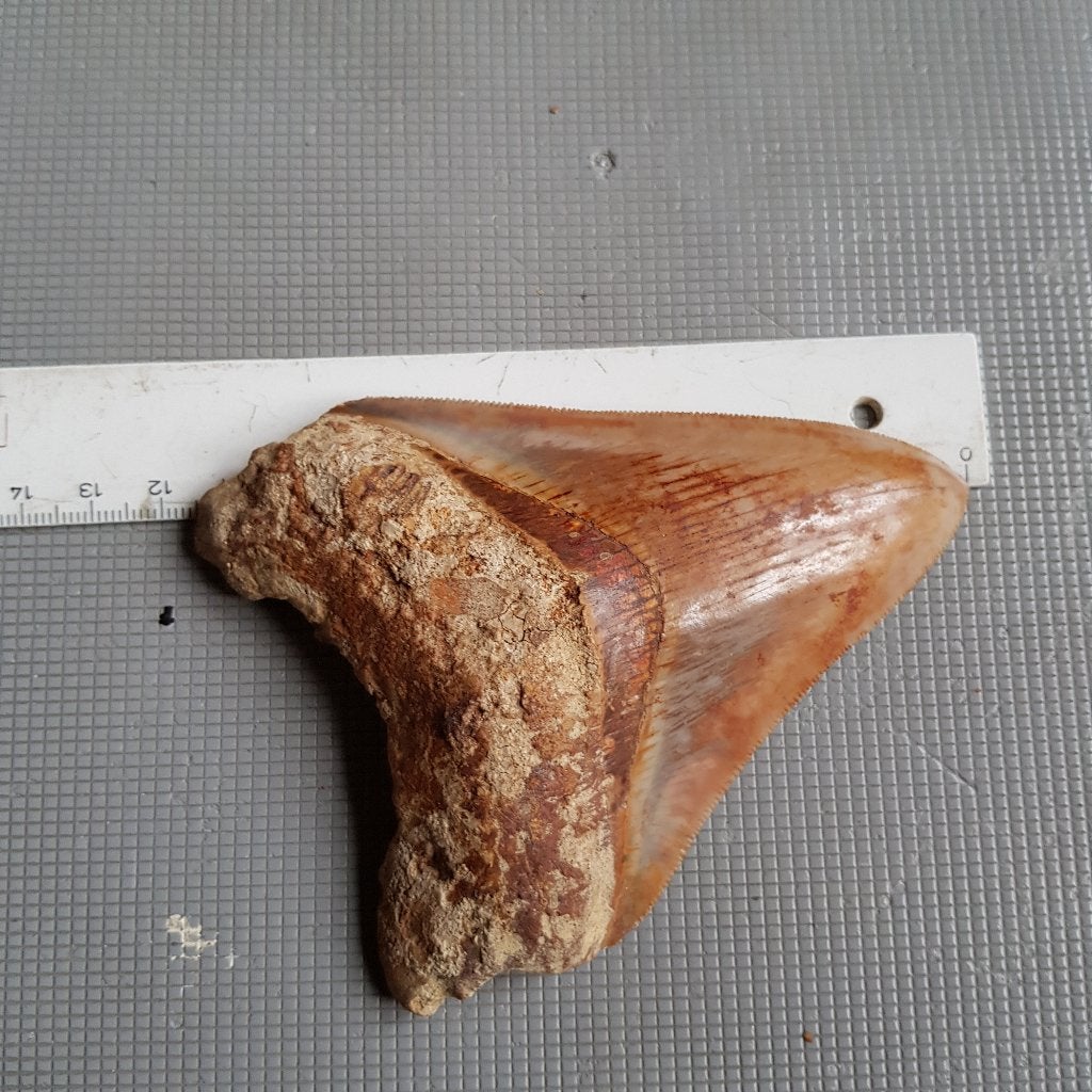 Haaientand, Megalodon, Otodus megalodon, Ophalen of Verzenden, Fossiel