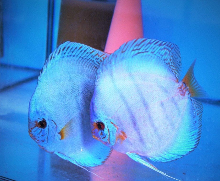 Discus Reflection D Blue 8 cm - Siner - Koidreams