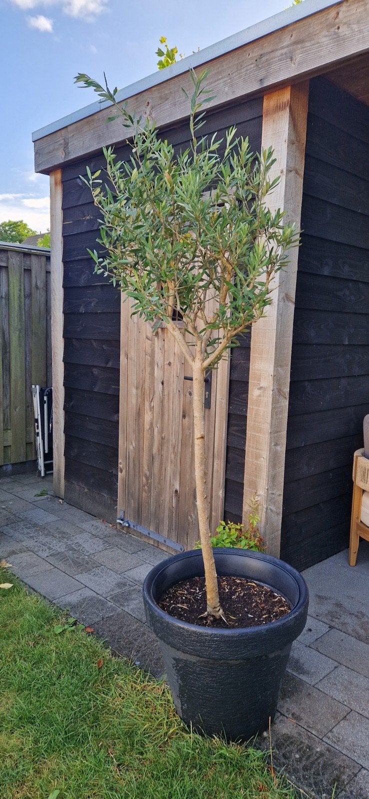 mooie olijfboom., 100 tot 250 cm, Olijfboom, Zomer, Ophalen