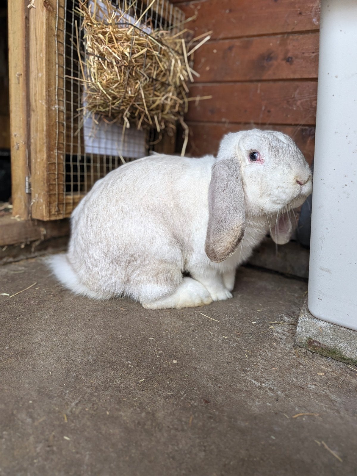 Franse hangoor ram ingeënt, Dieren en Toebehoren, Mannelijk, Groot, Hangoor