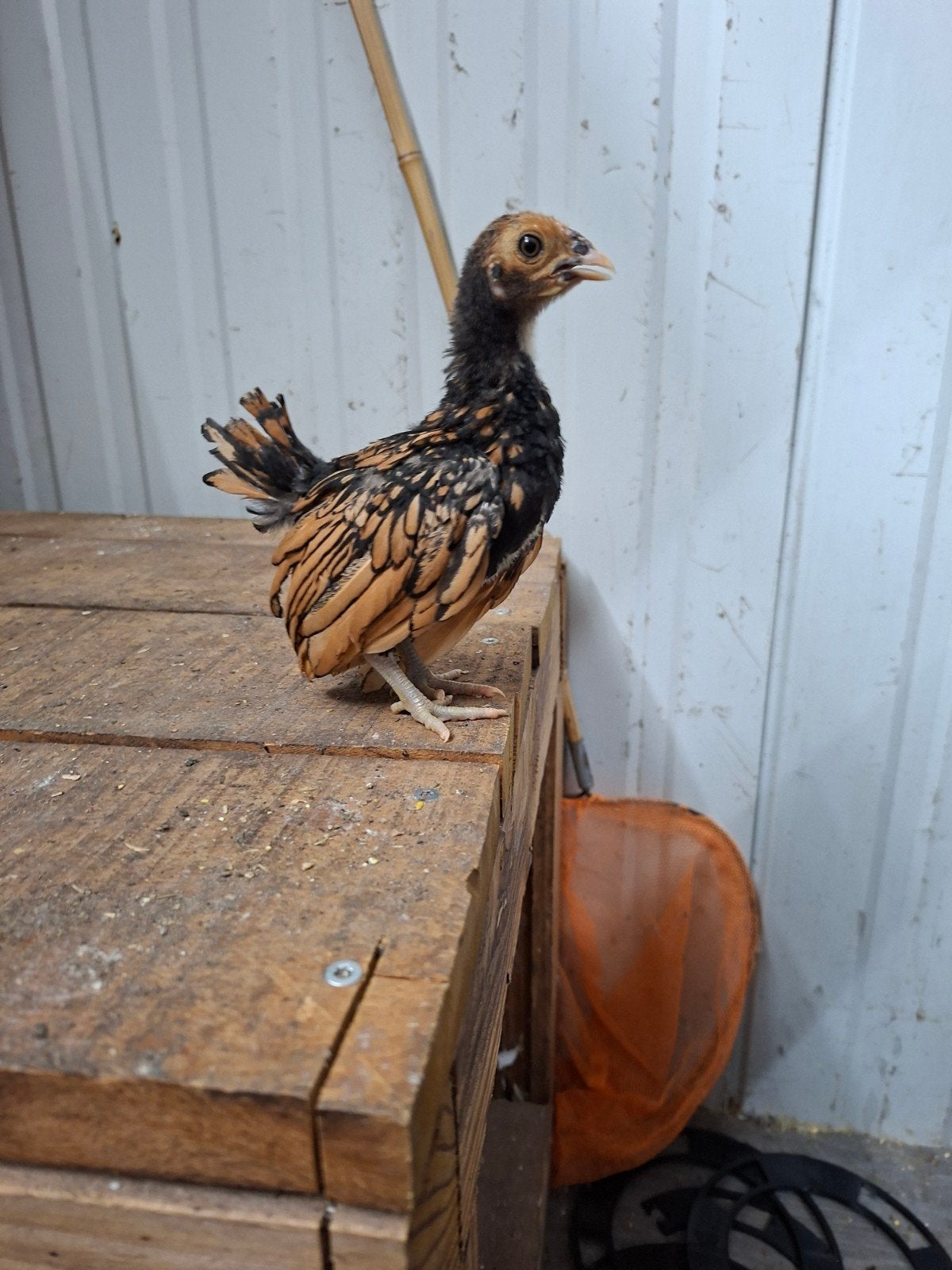 Jonge sebright hennen goudzwartgezoomd (ingeënt), Dieren en Toebehoren, Pluimvee, Vrouwelijk, Kip