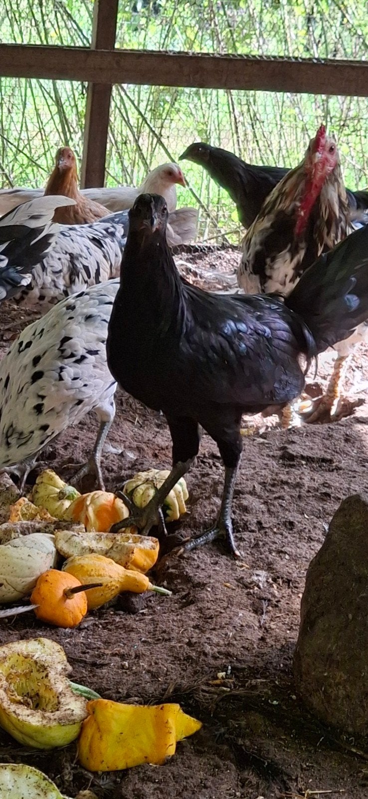sumatra haan, Dieren en Toebehoren, Mannelijk, Kip