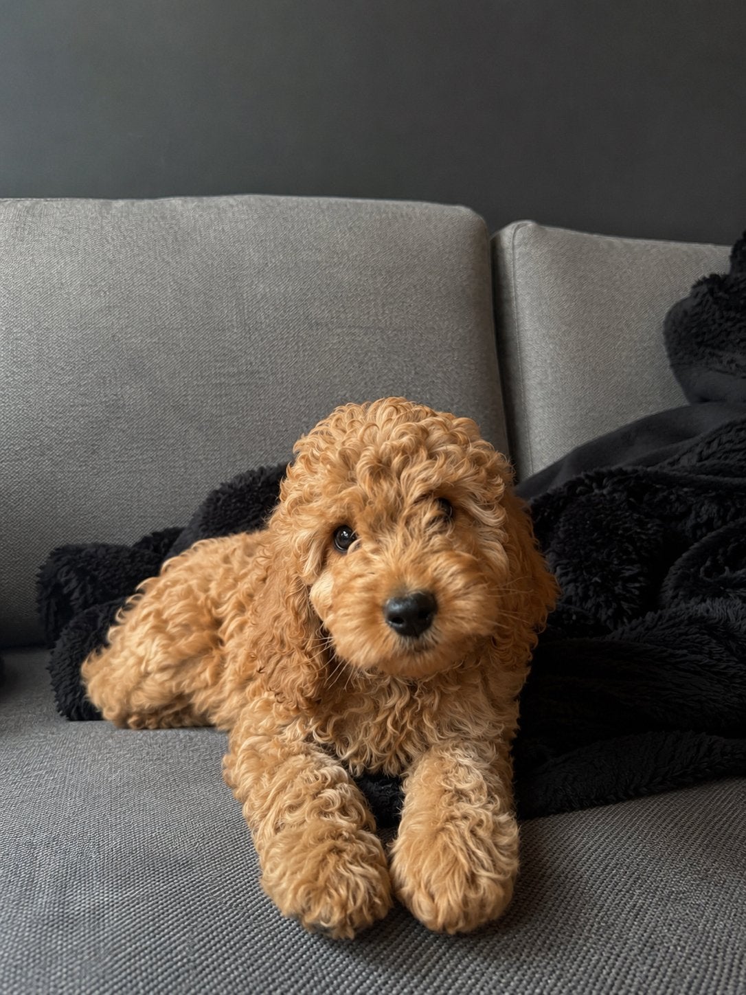 Cockapoo pup (cocker spaniel x poedel), Dieren en Toebehoren, Honden | Chihuahua's en Gezelschapshonden, Overige rassen, 8 tot 15 weken