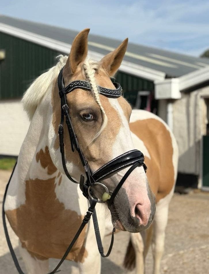 7 jarige palomino bonte merrie e pony, B, 7 tot 10 jaar, Recreatiepony, Merrie