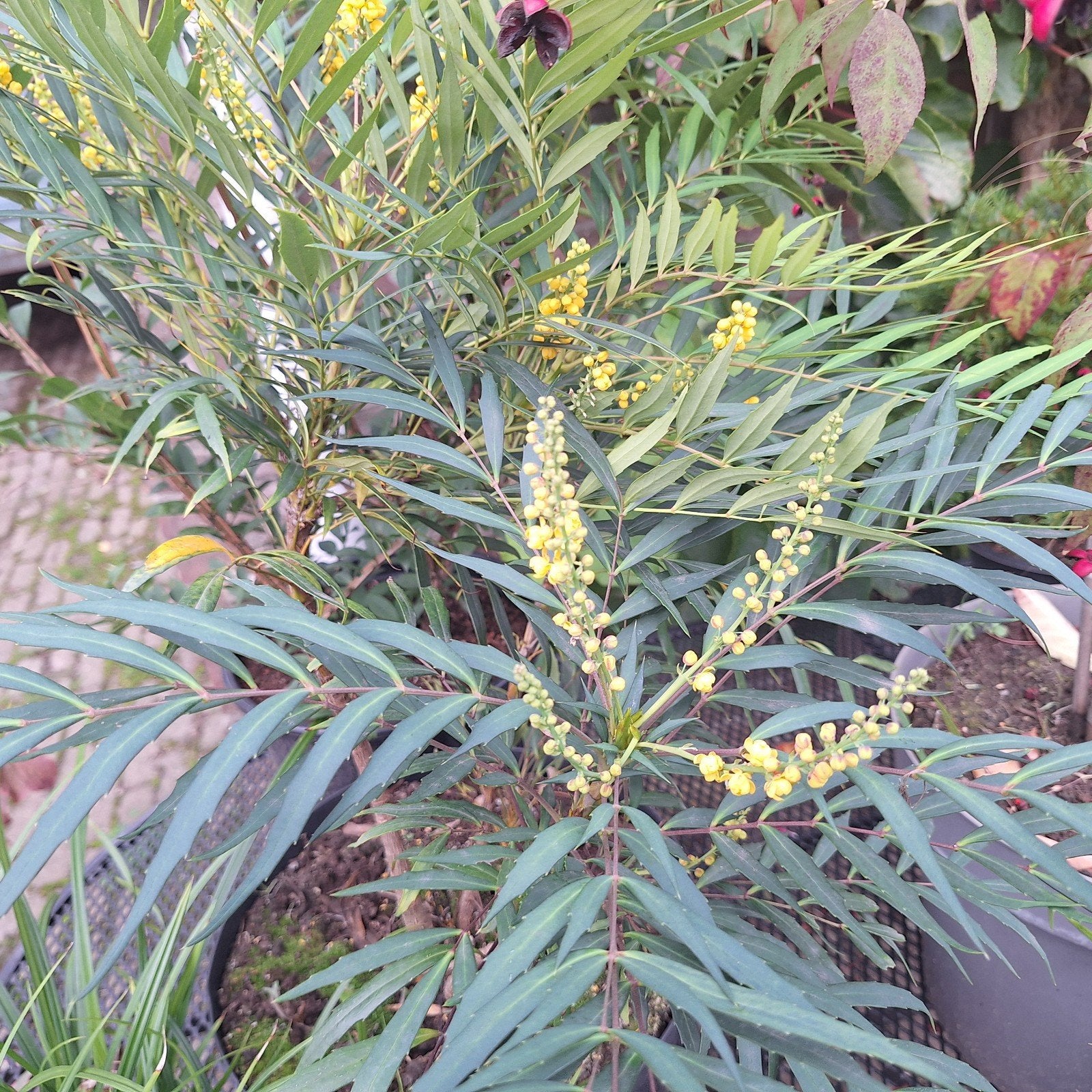 Mahonia eurybracteata - Winterbloeiende struik, Ophalen, Overige soorten, Struik, 100 tot 250 cm