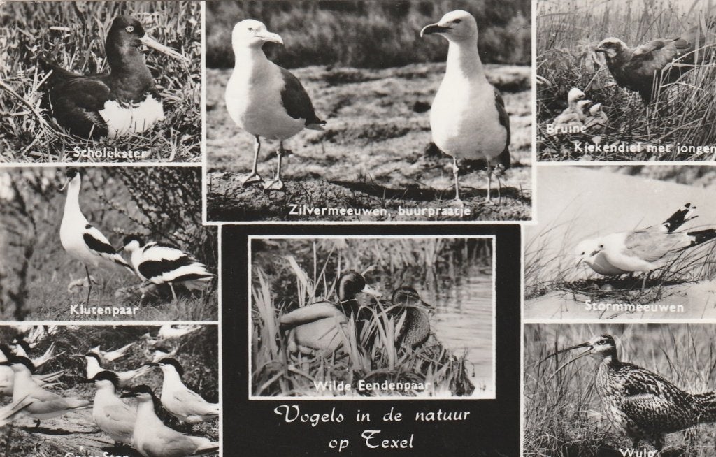 TEXEL Vogels, Verzenden, 1960 tot 1980, Gelopen, Waddeneilanden