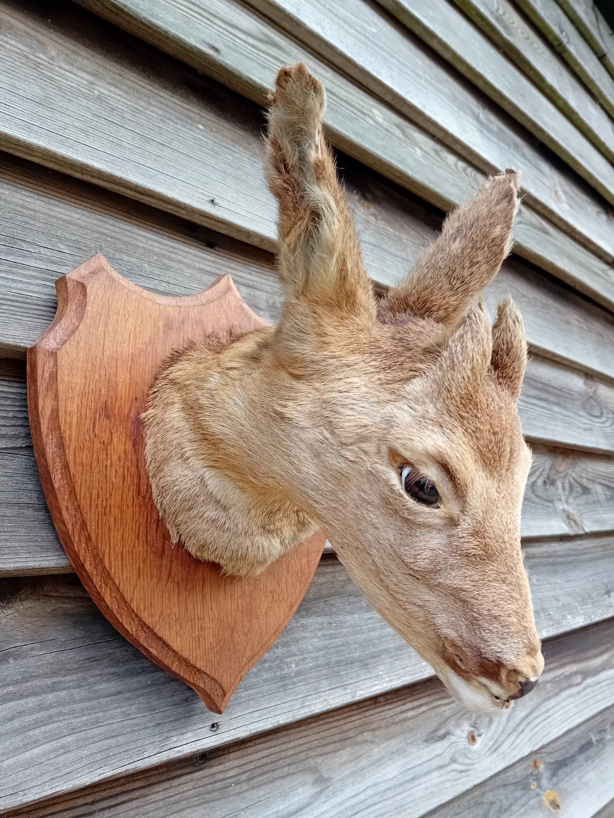 Opgezet hertenkop taxidermie, Ophalen of Verzenden, Hert, Opgezet dier