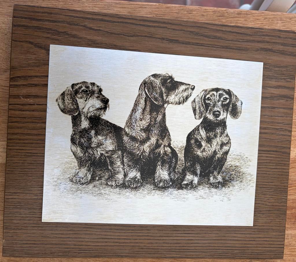 Teckel print op staal wanddecoratie, Ophalen of Verzenden