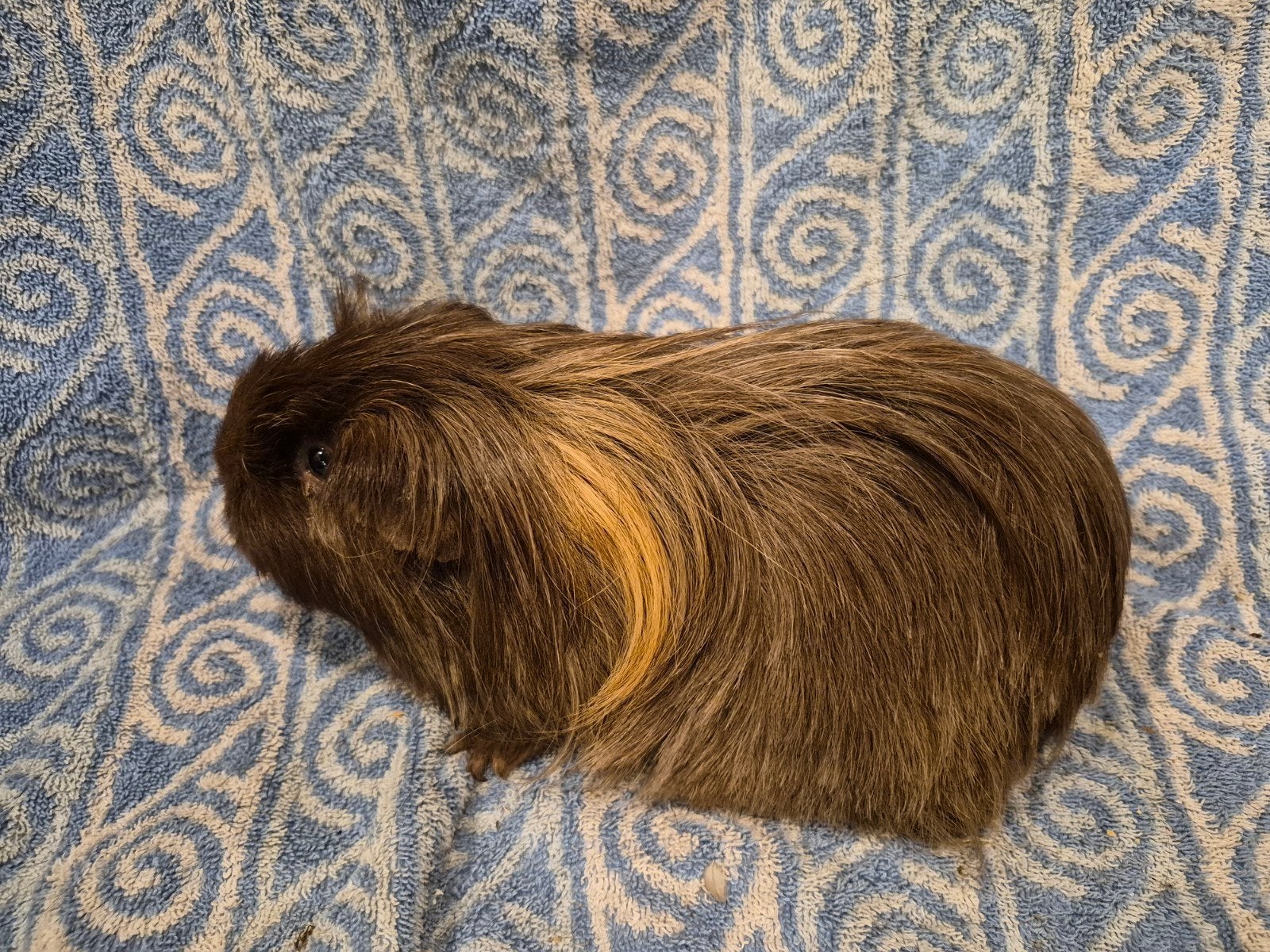Sheltie choco creme zeug, Dieren en Toebehoren, April, Vrouwelijk, Cavia