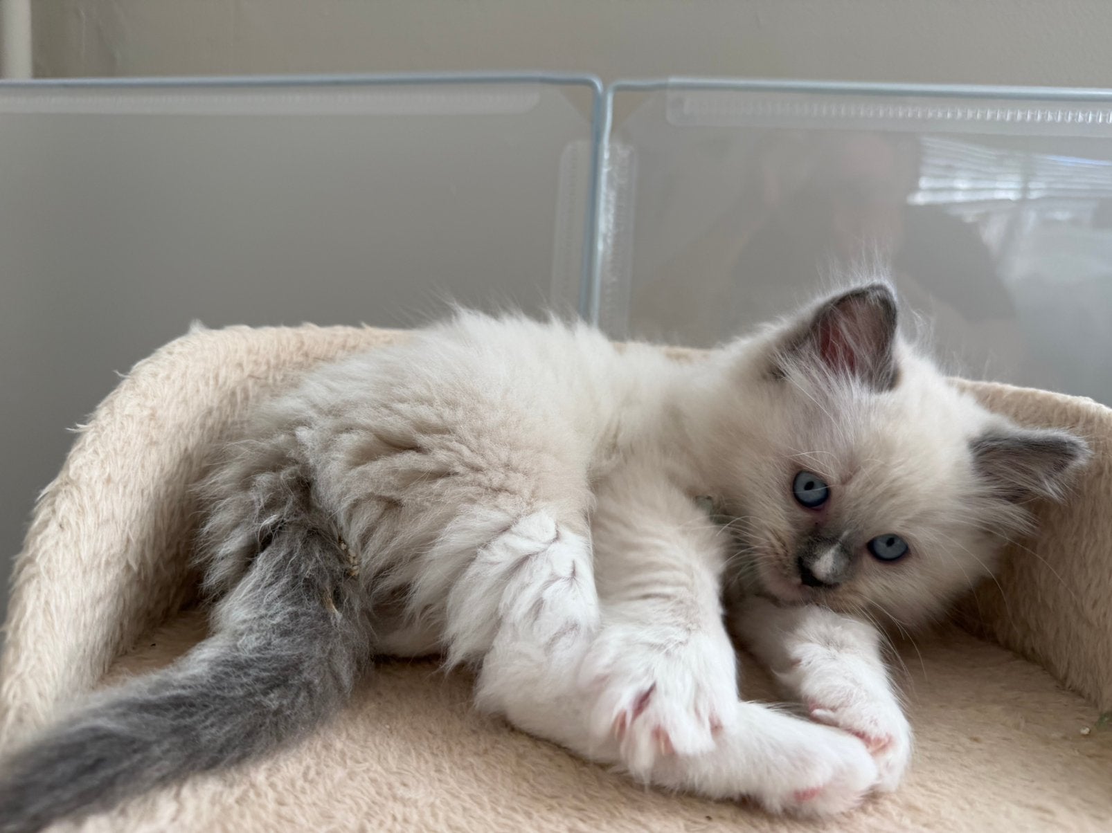 100% Ragdoll —> laatste 2 katers beschikbaar 💙💙, Dieren en Toebehoren, Meerdere dieren, Ontwormd