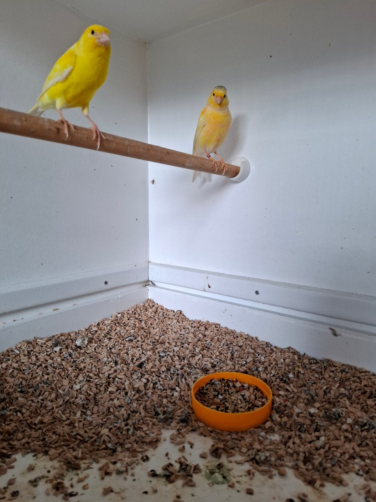 Diverse kanaries te koop, Meerdere dieren, Kleurkanarie