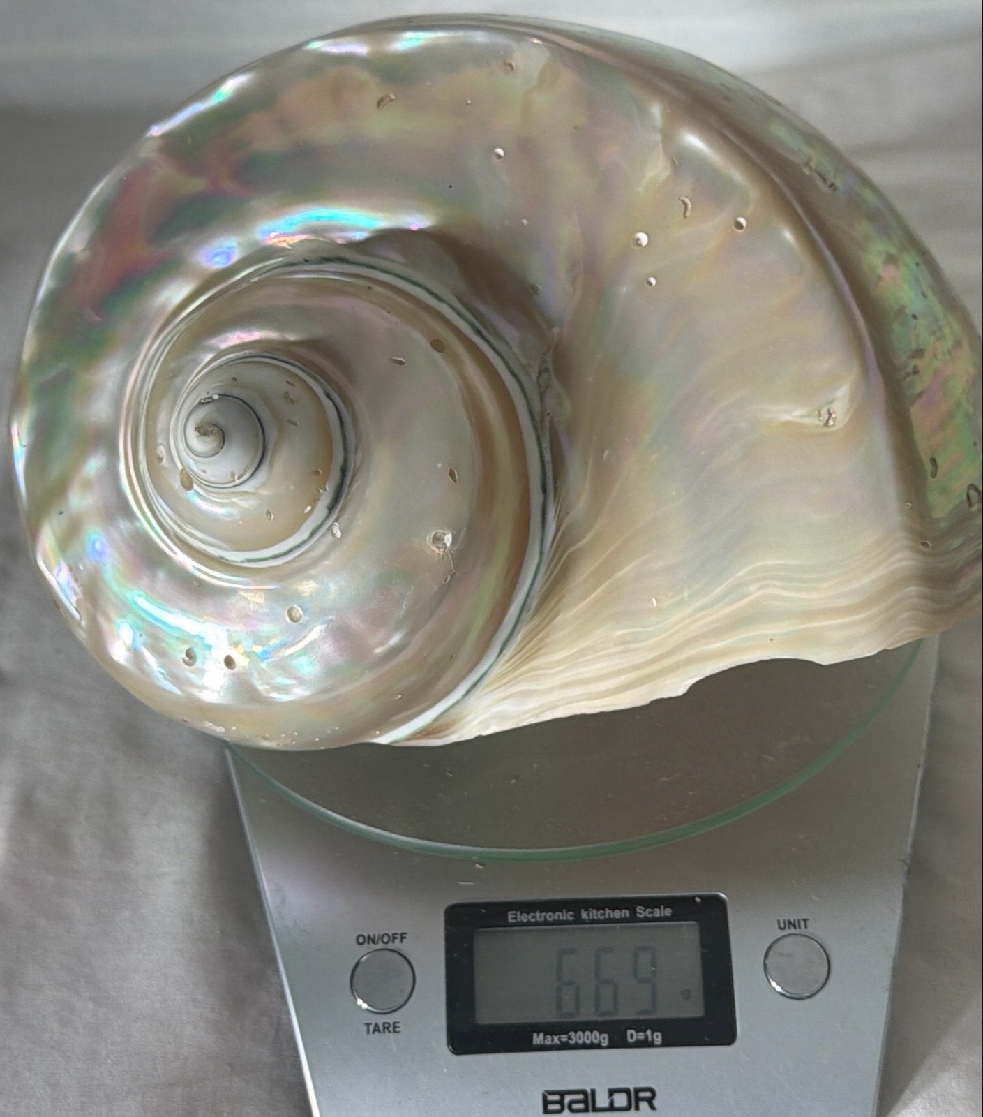 Prachtige grote parelmoer schelp - 669 gram, Ophalen of Verzenden, Zo goed als nieuw