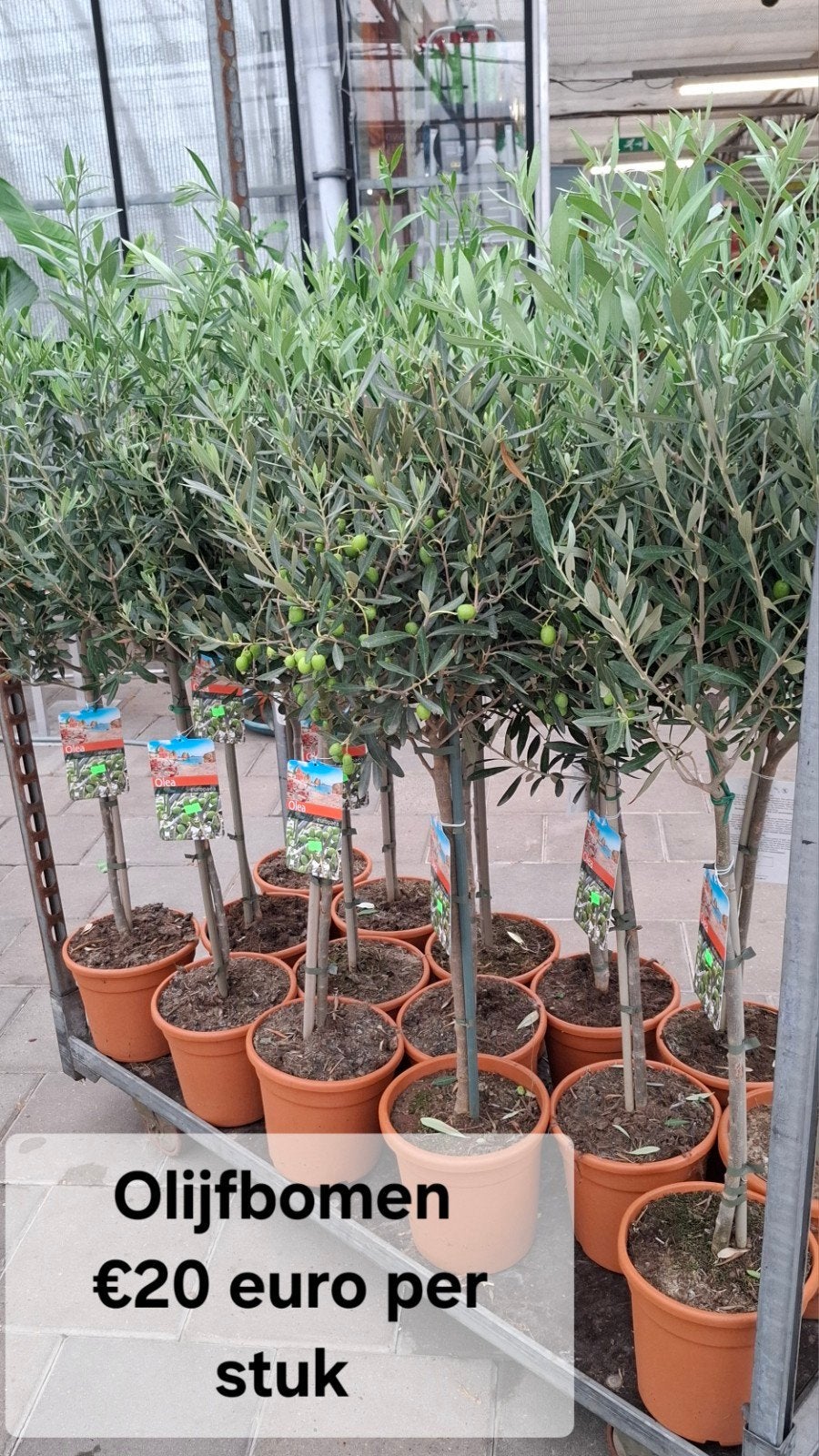 olijfbomen olea op stam., Tuin en Terras, Planten | Bomen, 100 tot 250 cm, Olijfboom, Zomer, Ophalen
