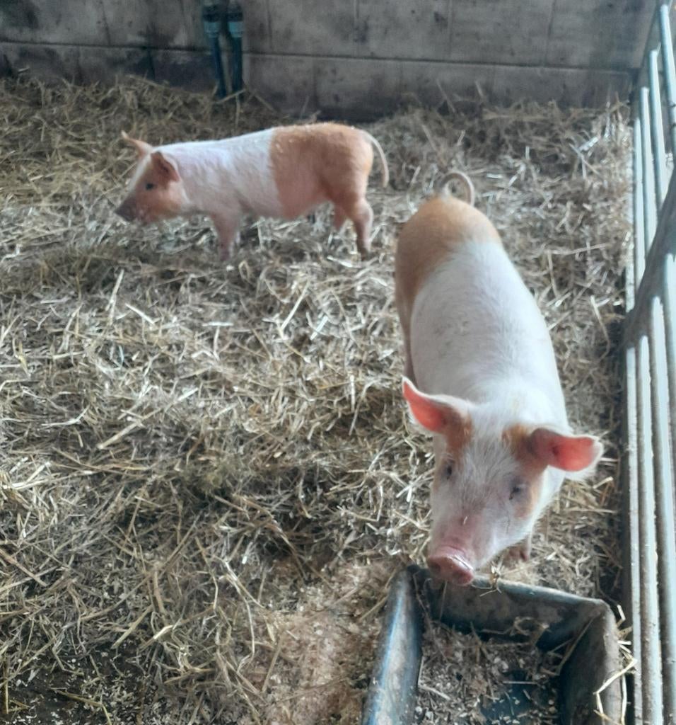 Husumer biggen, Dieren en Toebehoren, Vrouwelijk, Varken, 0 tot 2 jaar