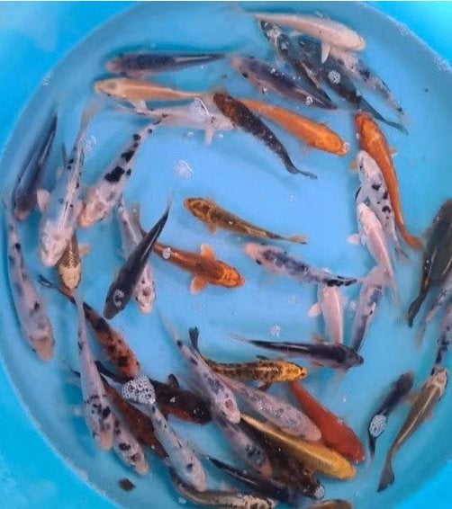 Koi 16–19 cm uit eigen kwekerij – Koidream Valburg, Vis, Zoetwatervis