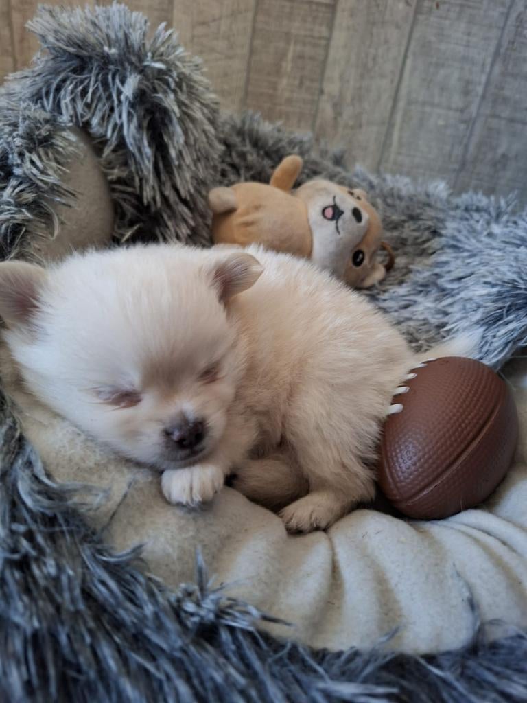 Pomeriaan pups, Overige rassen, 8 tot 15 weken, Meerdere, Meerdere dieren