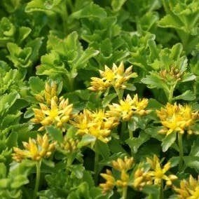 sedum kamptschaticum. sterke bodembedekker. vetplant P9, Tuin en Terras, Bodembedekkers, Volle zon, Vaste plant, Ophalen of Verzenden