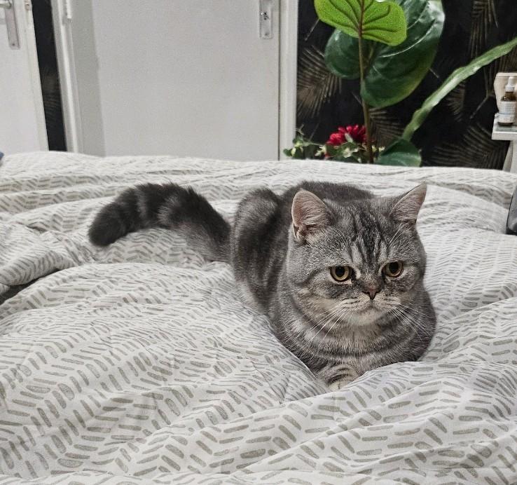 Britse Korthaar kat, een jaar oud, de kat kan paren, Kater, Ontwormd, 0 tot 2 jaar