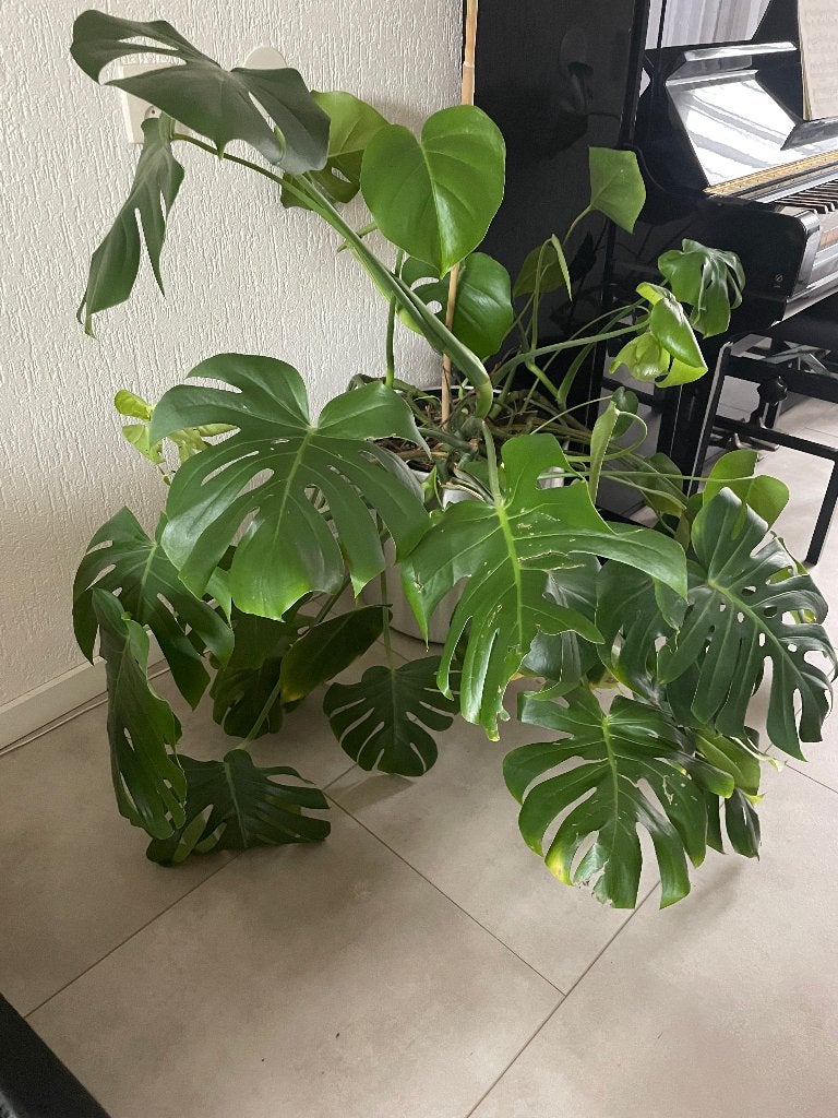 Grote mooie gaten plant hoog 115 cm , breed 115cm, Ophalen, 100 tot 150 cm, Overige soorten, Halfschaduw