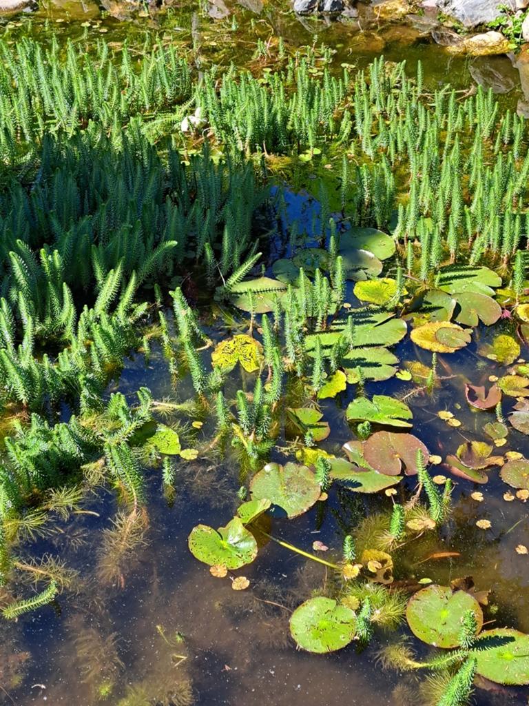 Waterlelies ze zijn er weer., Ophalen