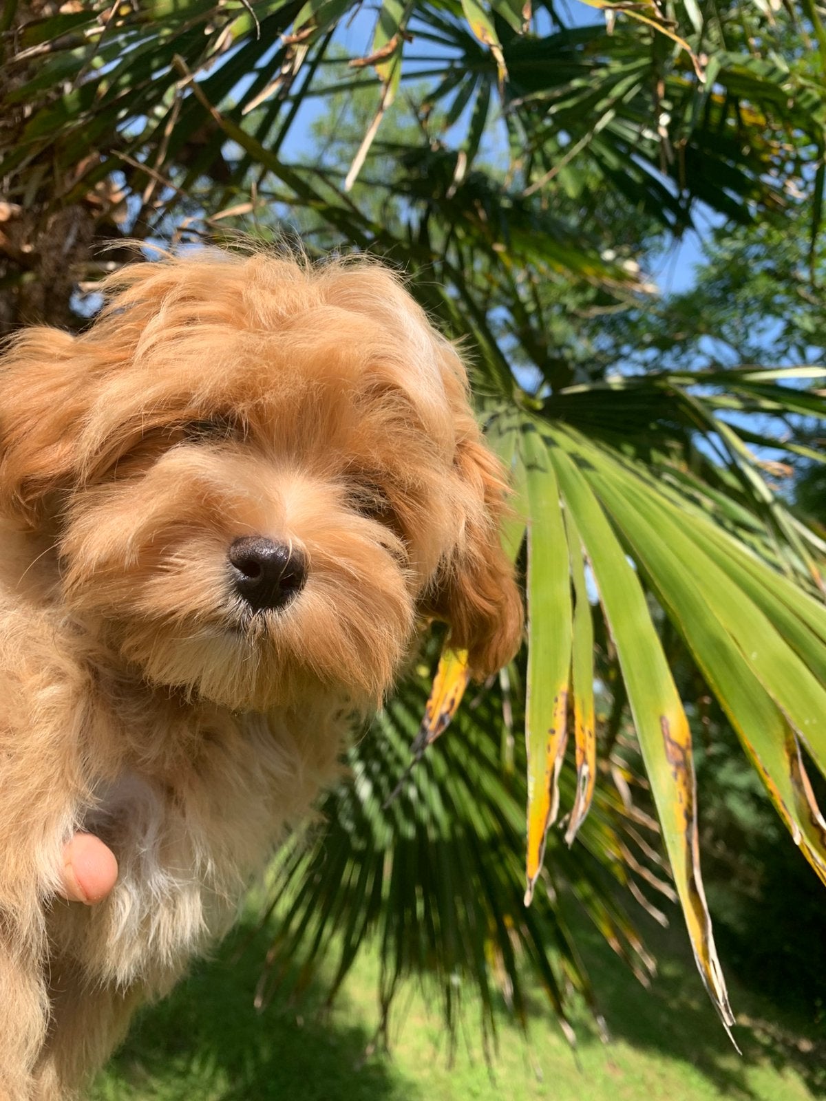 Schitterende Maltipoo (Mini Doodle) pups, Parvo, 8 tot 15 weken, Meerdere, Nederland