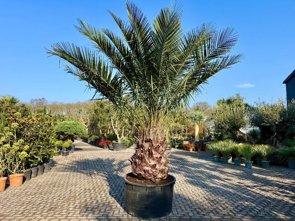 Jubaea chilensis - Chileense wijnpalm met 130 cm stamhoogte