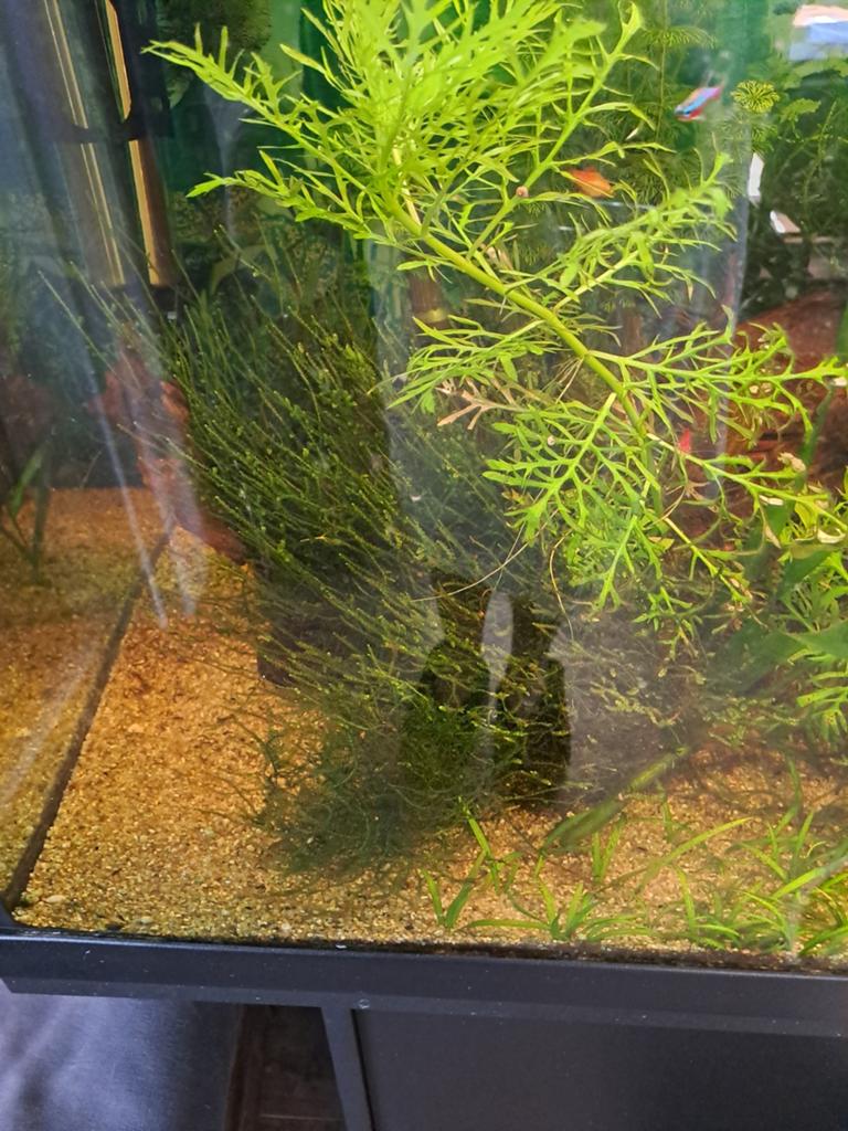 Groot stuk mos, Ophalen of Verzenden, Plant(en), Steen of Hout