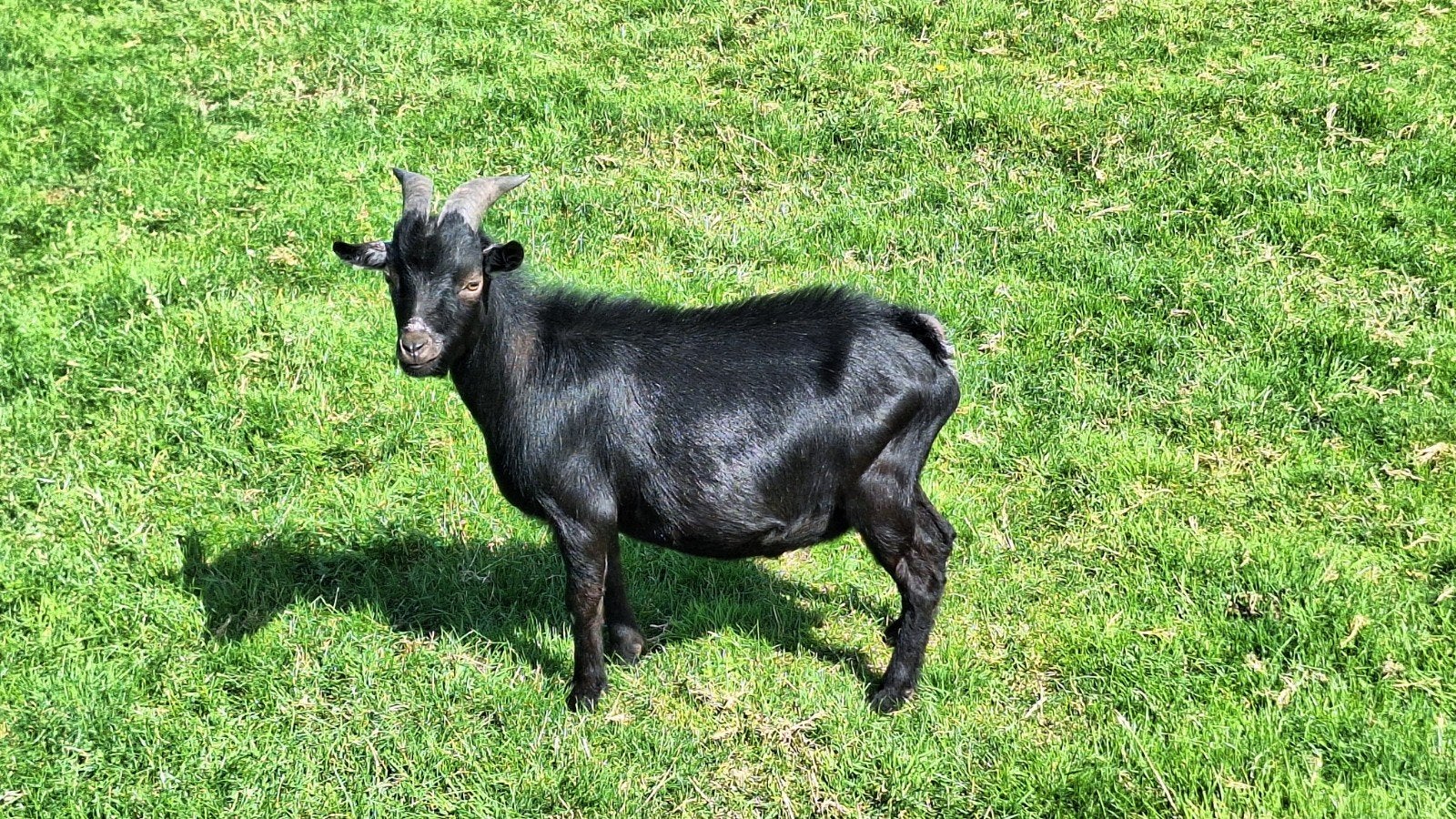 Actieve zwarte dwerggeit bok (juni 2025), Dieren en Toebehoren, Mannelijk, Geit, 0 tot 2 jaar